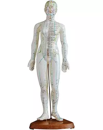 Modello anatomico agopuntura